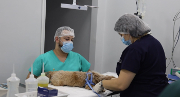 Prefeitura de Aparecida autua agressor por maus-tratos e multa chega a R$ 50 mil após morte do animal